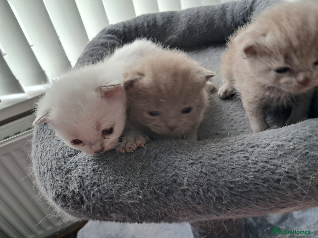 British Shorthair cats for sale: Adorable British short-hair kittens - Image 9
