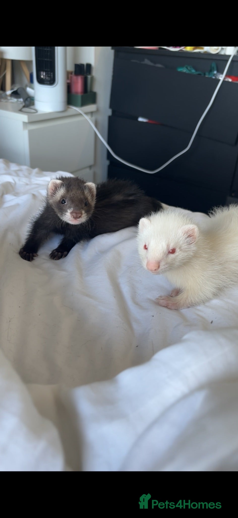 Ferret rodents Angora Ferrets - Advert 2
