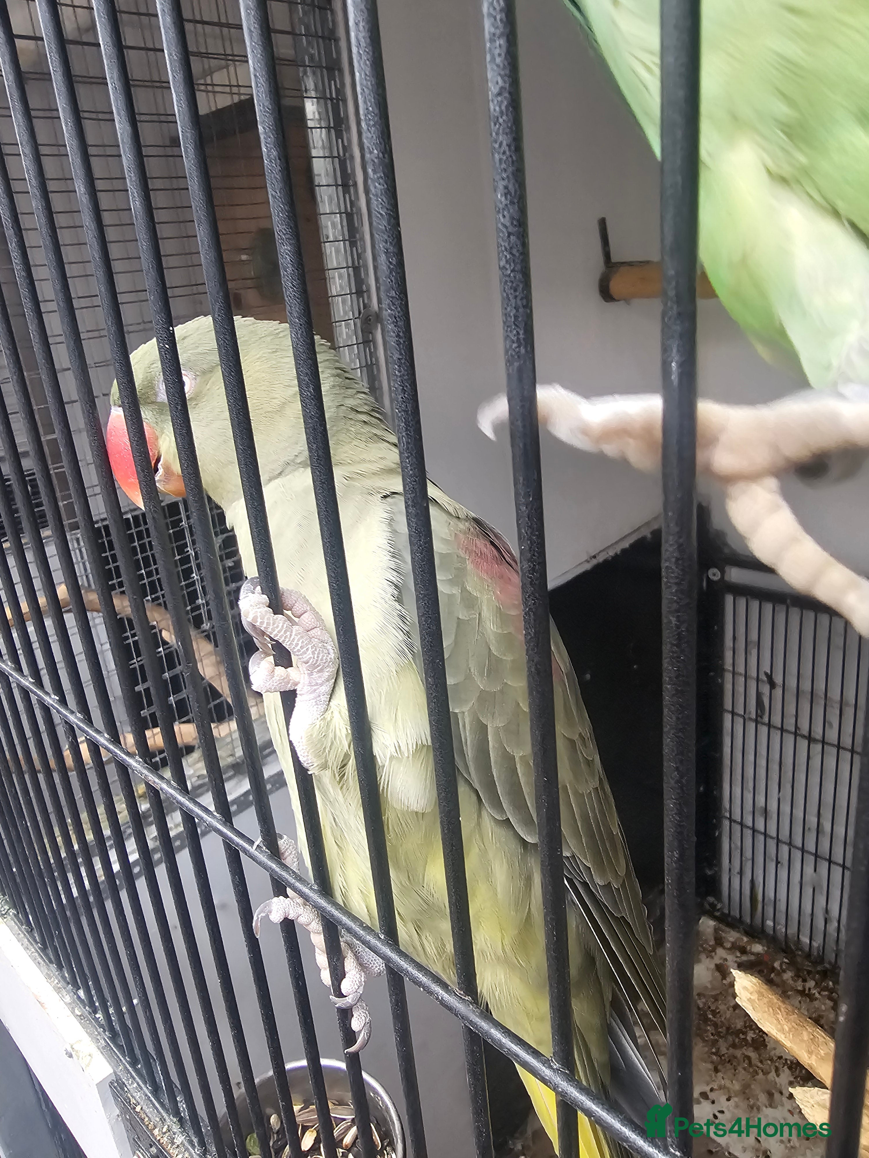 Parakeets birds Proven pair alexandraine  - Advert 6