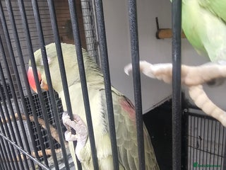 Parakeets birds Proven pair alexandraine - Advert 1