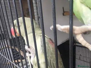 Parakeets birds Proven pair alexandraine - Advert 7