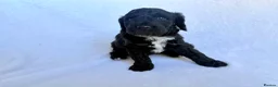 Goldendoodle dogs for sale: Gorgeous Double Doodle Boys - Advert 29