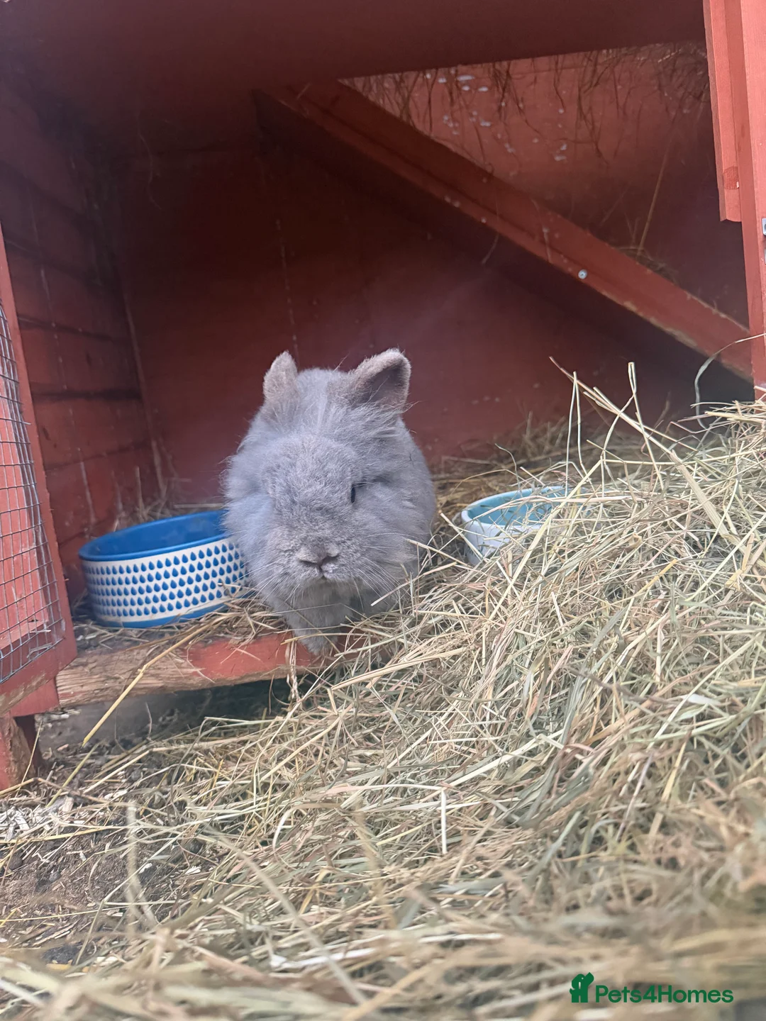 Lionhead rabbits for sale: rabbit female  loinhead  - Advert 2