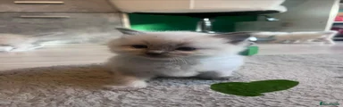 Green collar boy