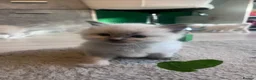 Ragdoll cats for sale: Gorgeous Ragdoll kittens for sale - Advert 28