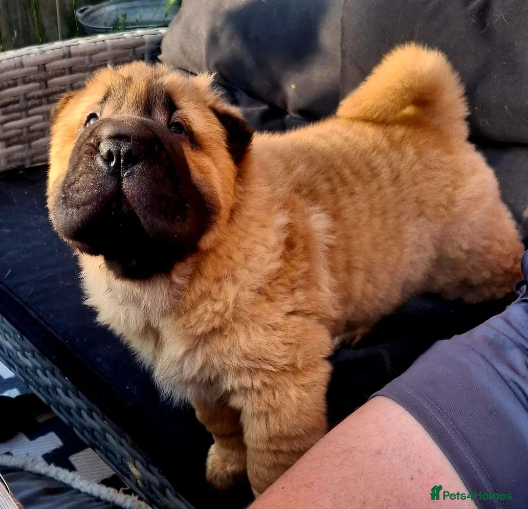 Shar Pei dogs for sale: 2 male sharpei pups - Advert 1