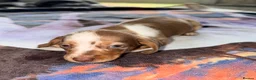 Miniature Dachshund dogs for sale: Beautiful miniature dachshund pups.  - Advert 7