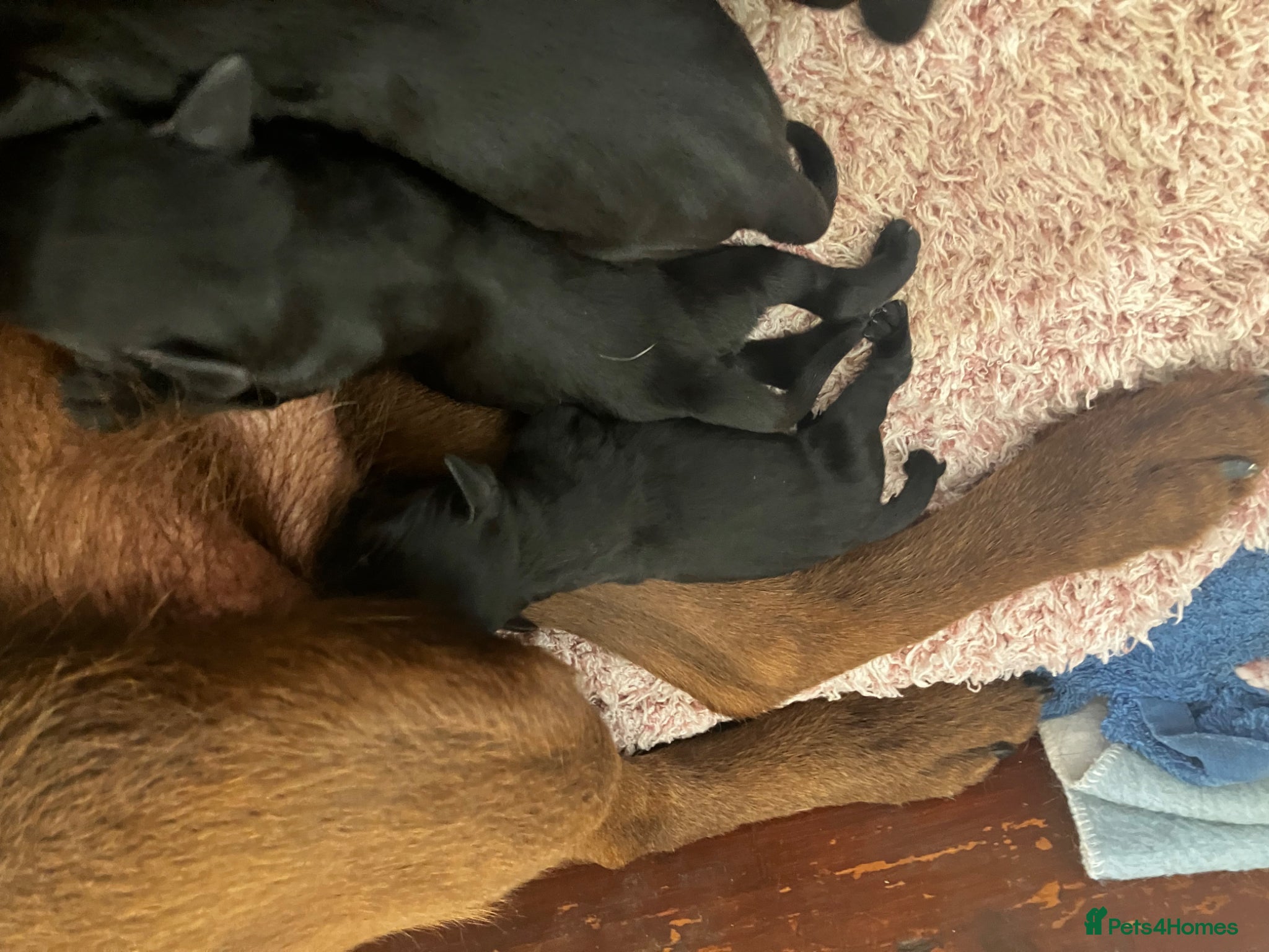 Labrador Retriever dogs Quality bred, cared for puppies. Pick of litter? - Advert 2
