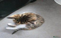 Domestic Shorthair cats for sale: 1 Beautiful Girl Kitten left (ready to leave) - Image 11