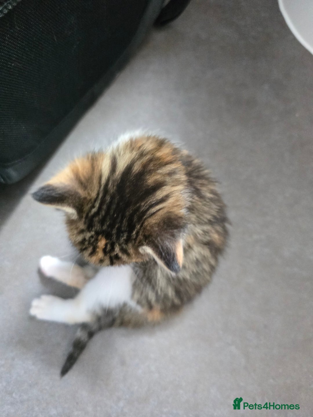 Domestic Shorthair cats for sale: 1 Beautiful Girl Kitten left (ready to leave) - Image 11