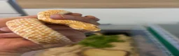 Snake reptiles for sale: Hognose snakes  in Havant - Advert 2