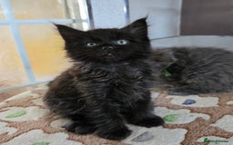 Maine Coon cats for sale: Stunning GCCF Maine Coon kittens  - Image 24