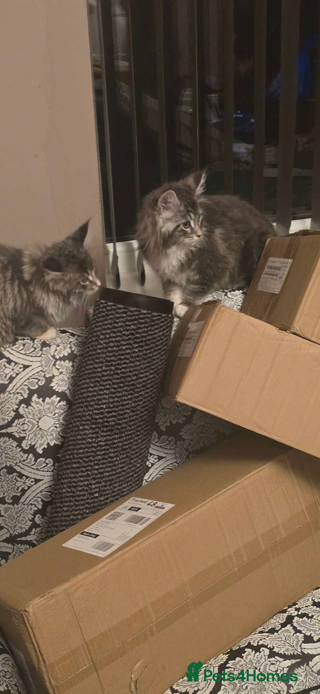 Maine Coon cats for sale: Giant maine coon kittens for sale  - Advert 3