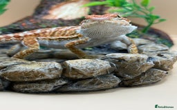 Bearded Dragon reptiles for sale: 🔥Last clutch this year!! Baby bearded dragons 🔥 - Image 10