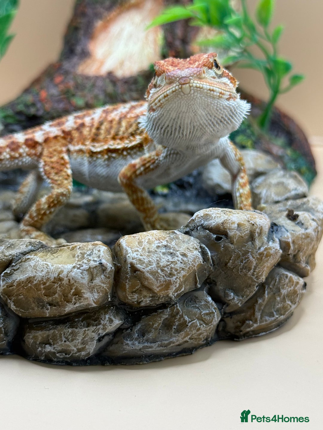 Bearded Dragon reptiles for sale: 🔥Last clutch this year!! Baby bearded dragons 🔥 - Image 10