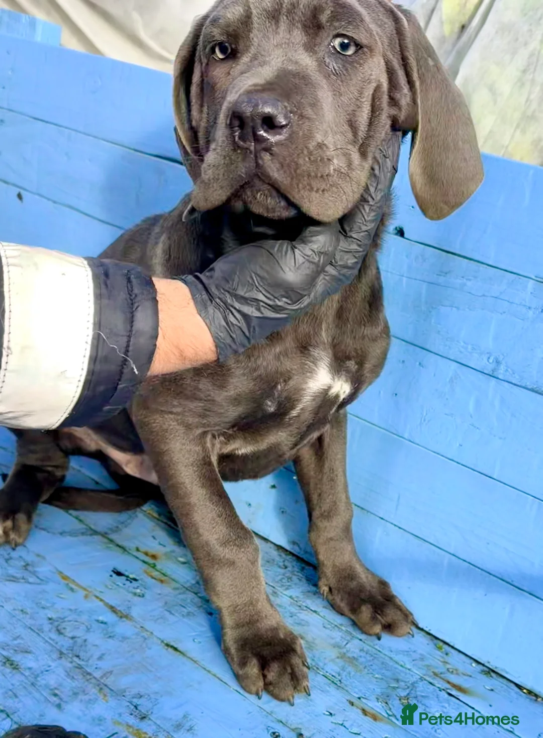 Cane Corso dogs for sale: Beautiful Cane Corso puppies available - Advert 22