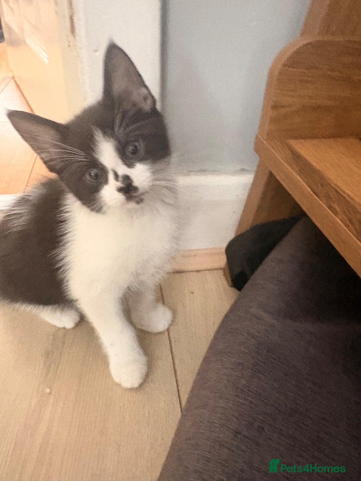 Mixed Breed cats Beautiful kitten available now £60 - Advert 4