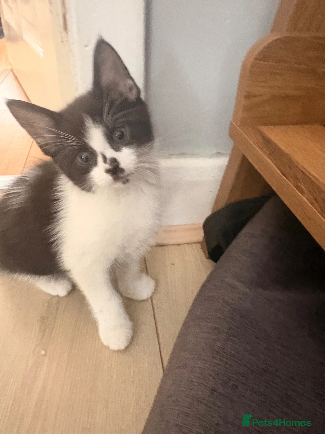 Mixed Breed cats for sale: Beautiful kitten available now £60 - Advert 1