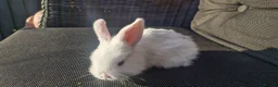 Mini Lop rabbits for sale: Mini lop for sale - Advert 4