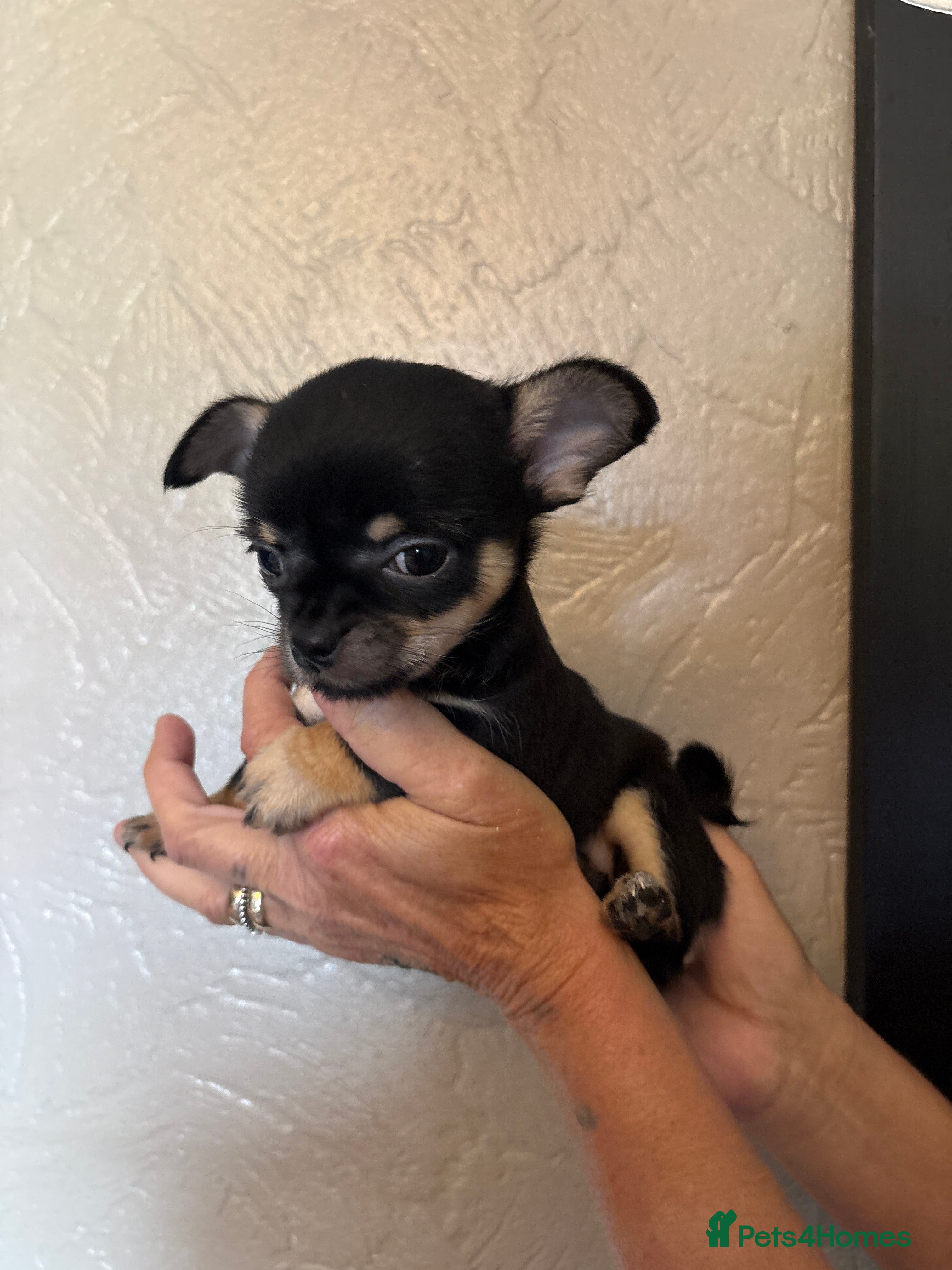 Chihuahua dogs for sale: Chihuahua puppies - Advert 3