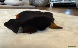 Dachshund dogs for sale: Dachshunds for sale   - Image 23