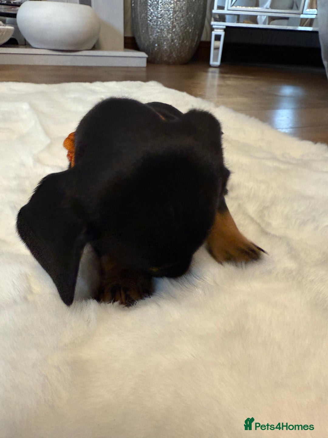 Dachshund dogs for sale: Dachshunds for sale   - Image 23