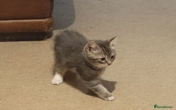 Mixed Breed cats for sale: 2 boys and 1 girl - Image 5