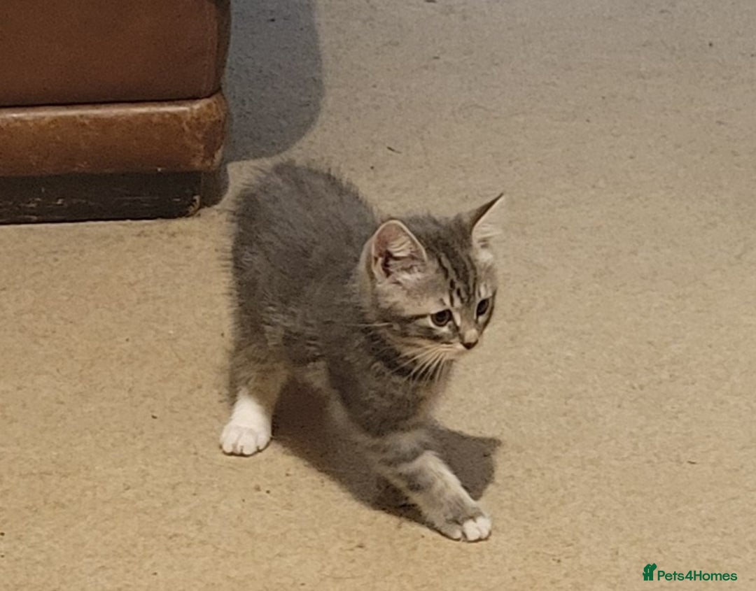 Mixed Breed cats for sale: 2 boys and 1 girl - Image 5