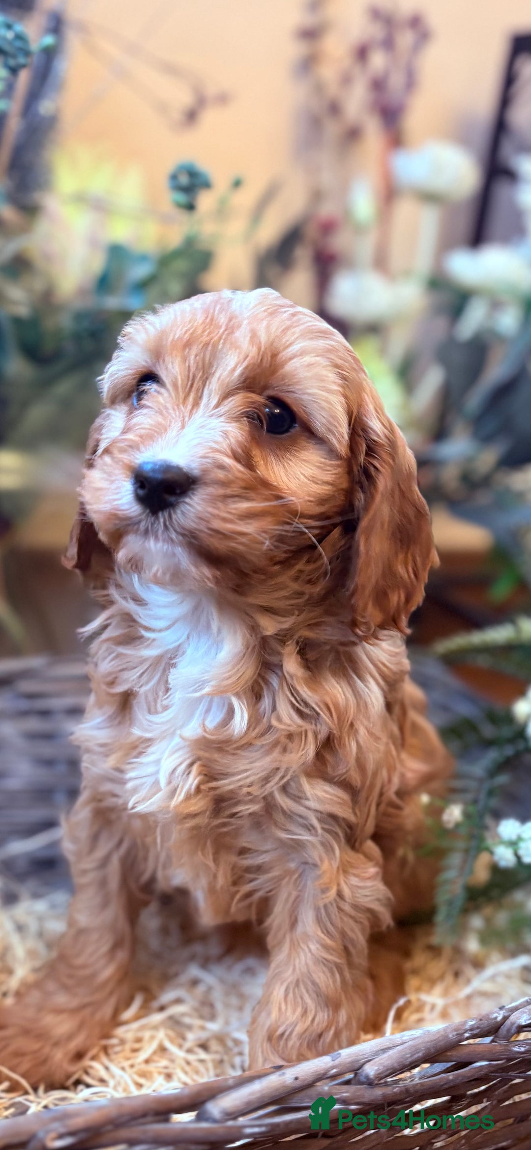 Cavapoo dogs for sale: Health tested toy cavapoo boys - Advert 20