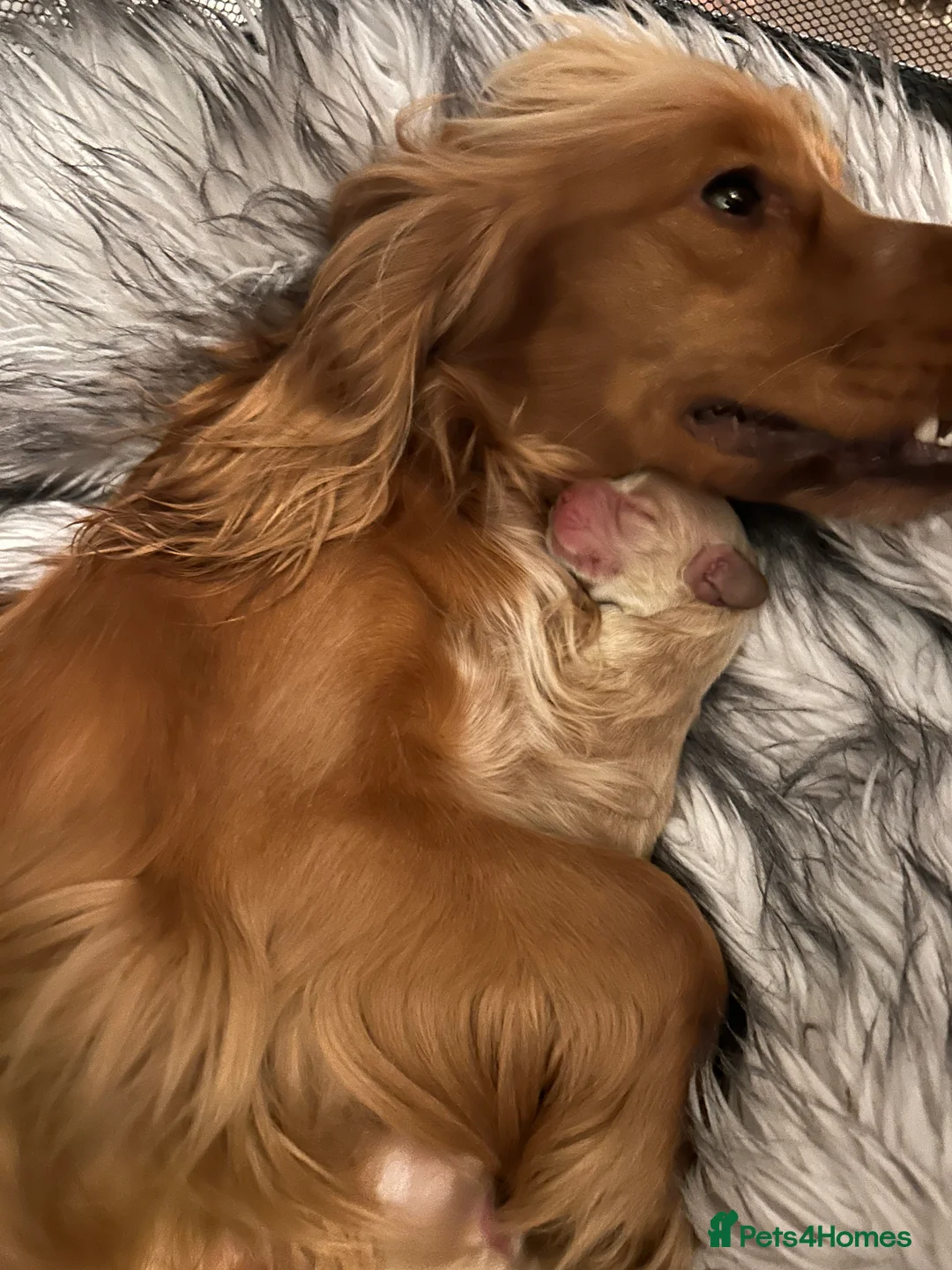 Mixed Breed dogs for sale: Gorgeous little show cocker/working cocker puppies in Exeter - Advert 2