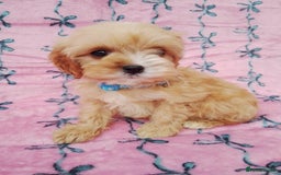 Cavapoo dogs for sale: Exceptional cavapoo puppies  - Image 21