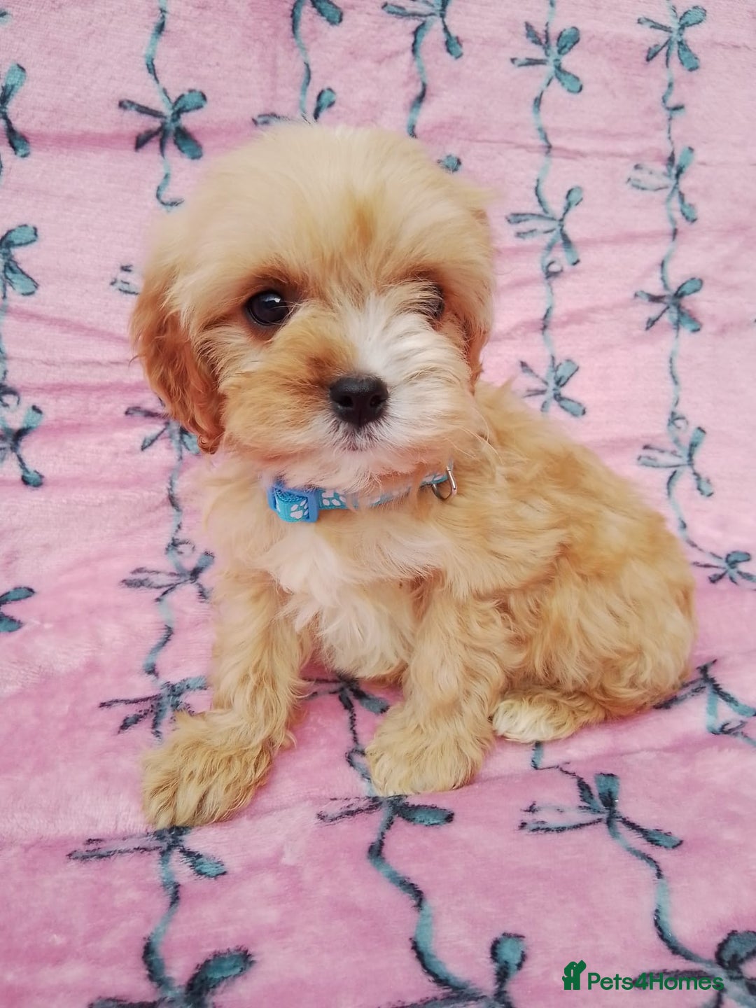 Cavapoo dogs for sale: Exceptional cavapoo puppies  - Image 21