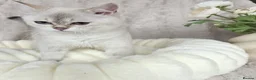 British Shorthair cats for sale: British Shorthair Kittens & Cats for Sale - Advert 7