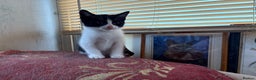 Mixed Breed cats for sale: Beautiful kittens ready for new home - Advert 12