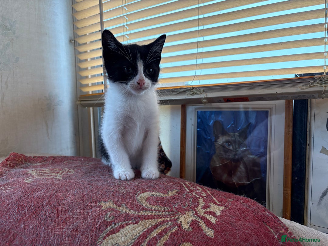 Mixed Breed cats for sale: Beautiful kittens ready for new home - Advert 12