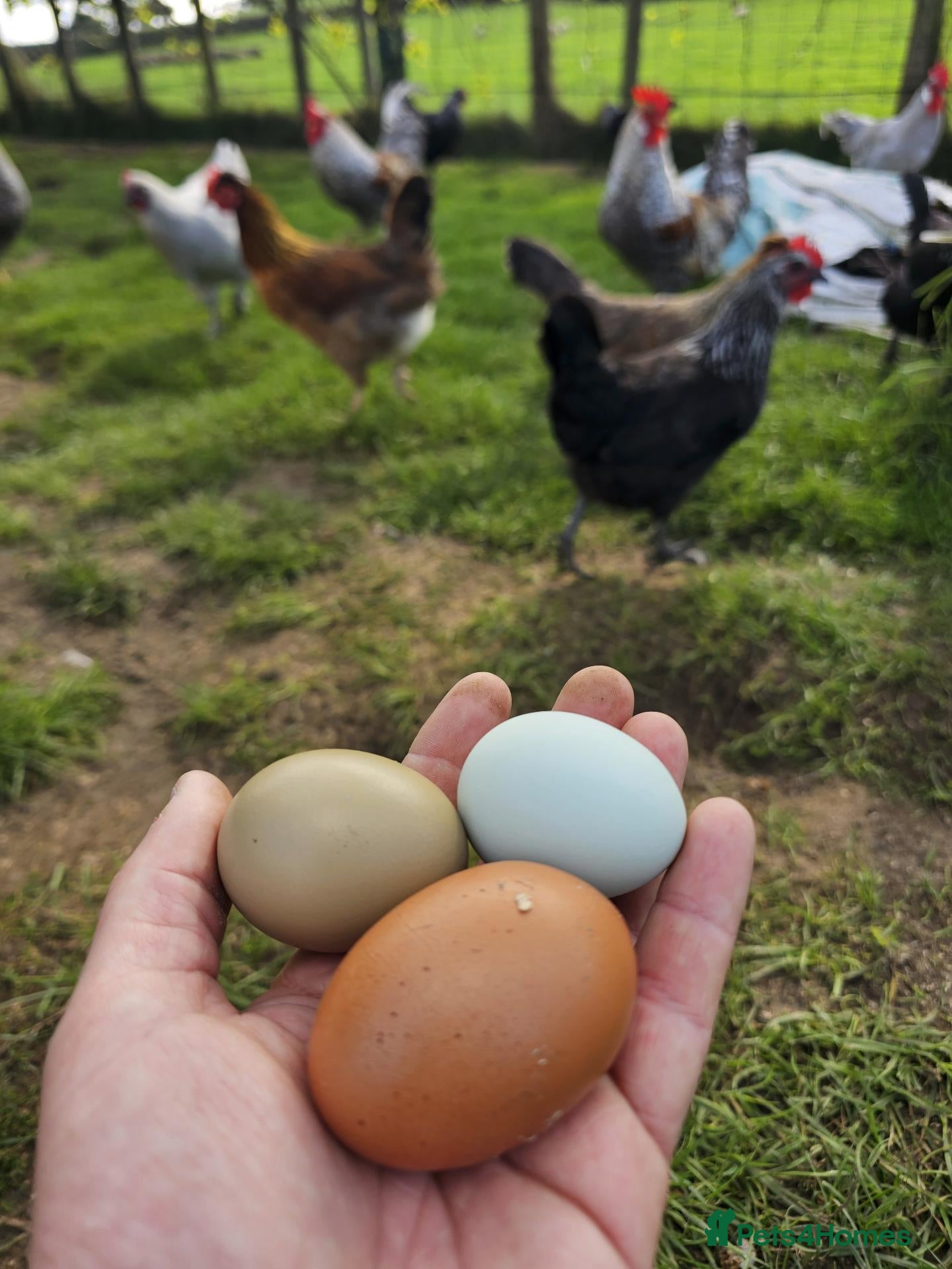 Chickens poultry POL Olive eggers, Lavender marans other large fowl - Advert 2