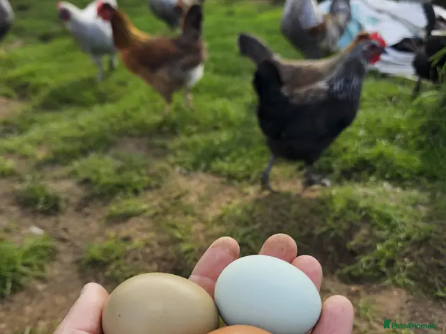 Chickens poultry for sale: POL Olive eggers & other large fowl - Advert 2