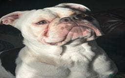 Dorset Olde Tyme Bulldogge dogs for sale: Olde Tyne English Bulldog, 1 year old - Advert 3