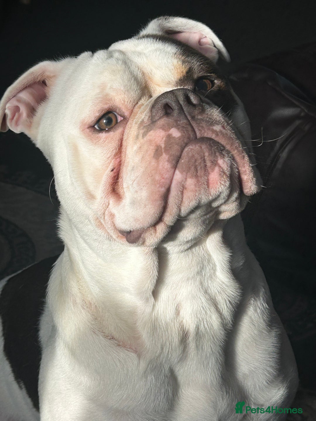 Dorset Olde Tyme Bulldogge dogs for sale: Olde Tyne English Bulldog, 1 year old - Advert 3