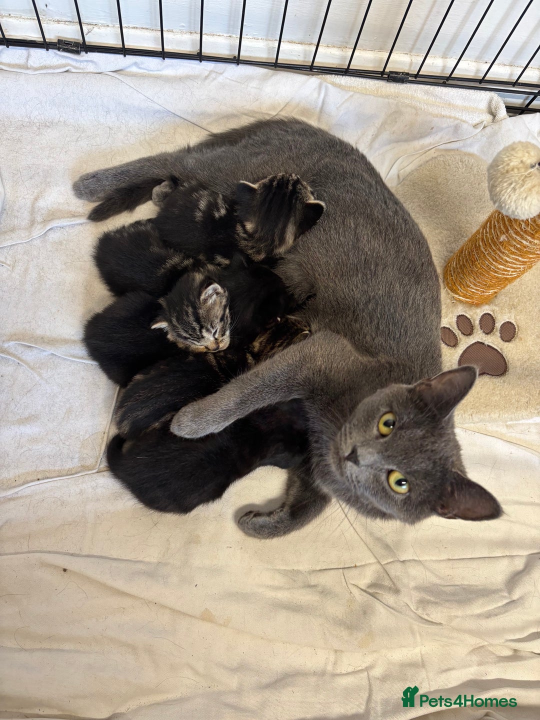 British Shorthair cats for sale: Kittens for sale - Advert 1