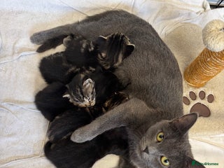 British Shorthair cats Kittens for sale - Advert 3