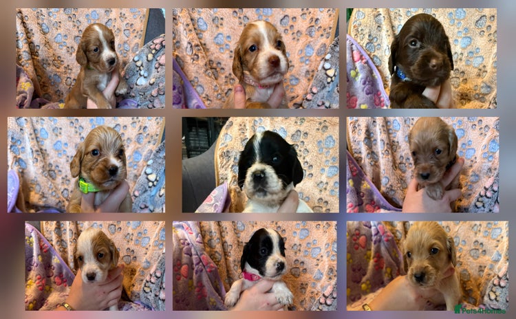 Cocker Spaniel dogs - Advert 5