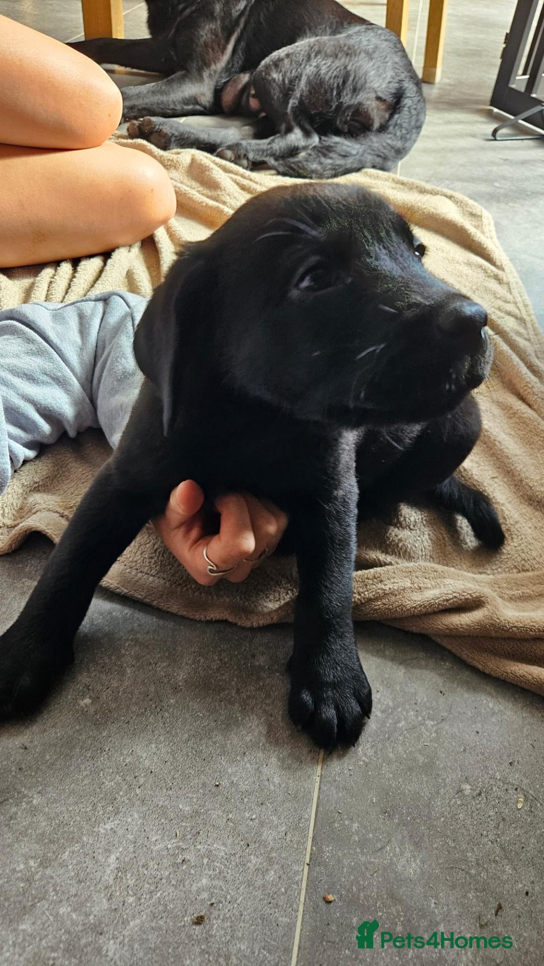 Labrador Retriever dogs Beautiful Black Labrador Bitch Puppy For Sale - Advert 8