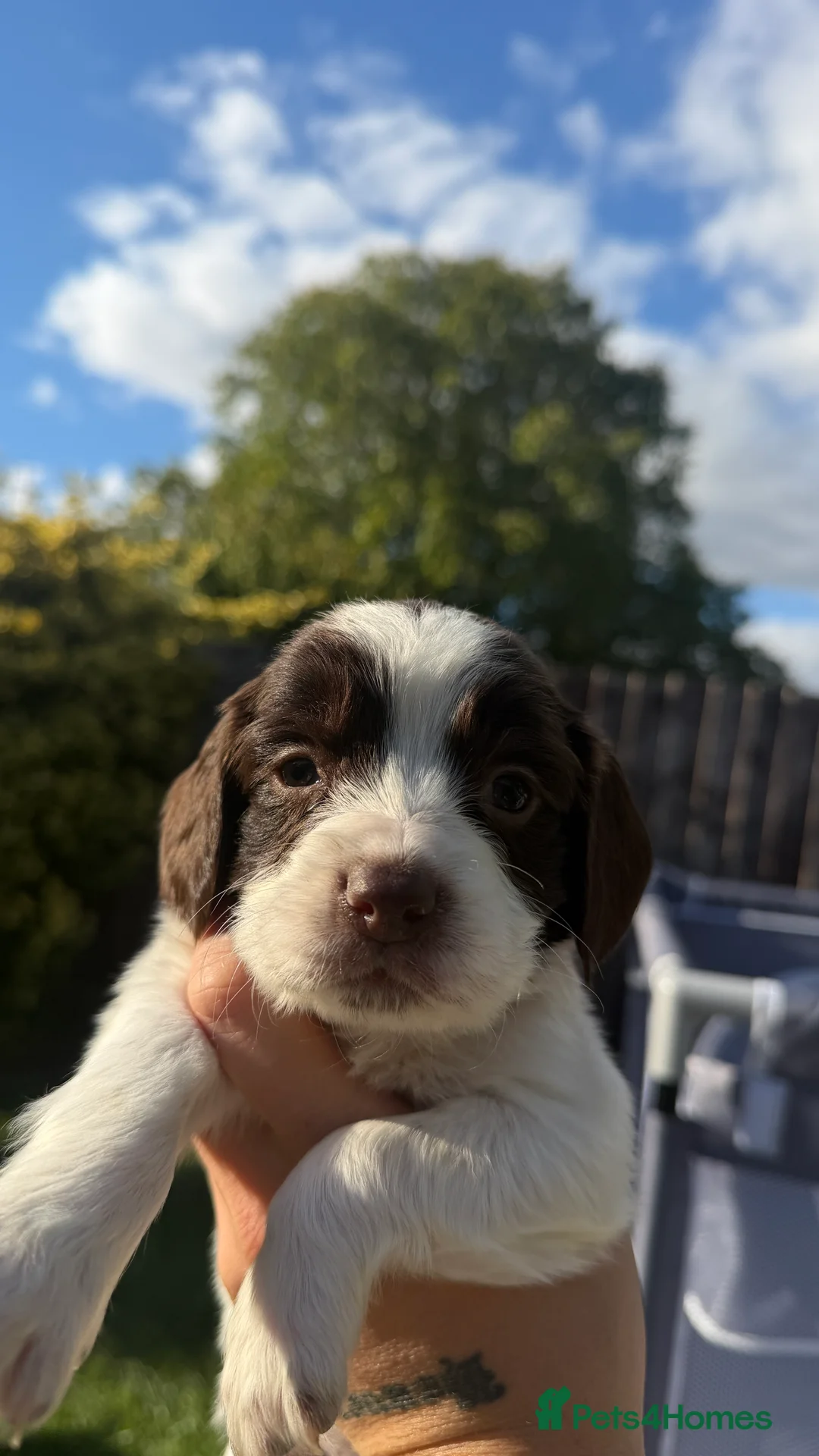 English Springer Spaniel dogs for sale: Springer Spaniel puppies for sale  - Advert 2