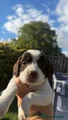 English Springer Spaniel 9