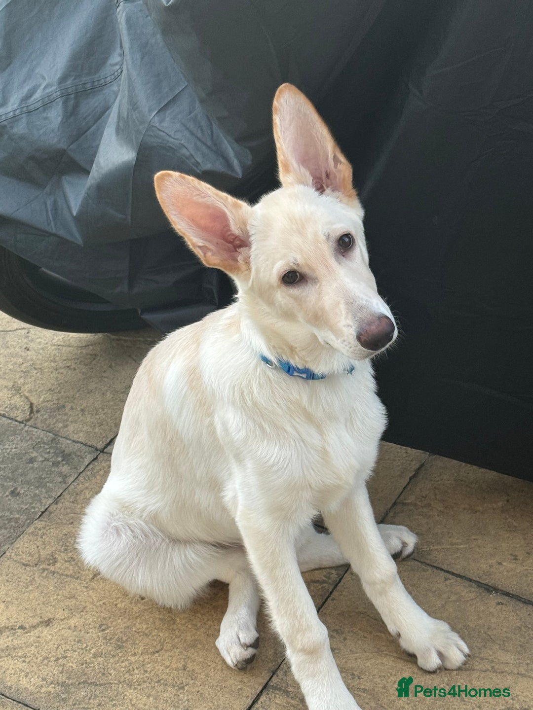 German Shepherd dogs for sale: German shepherd - Advert 1