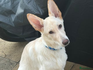 German Shepherd dogs German shepherd - Advert 1