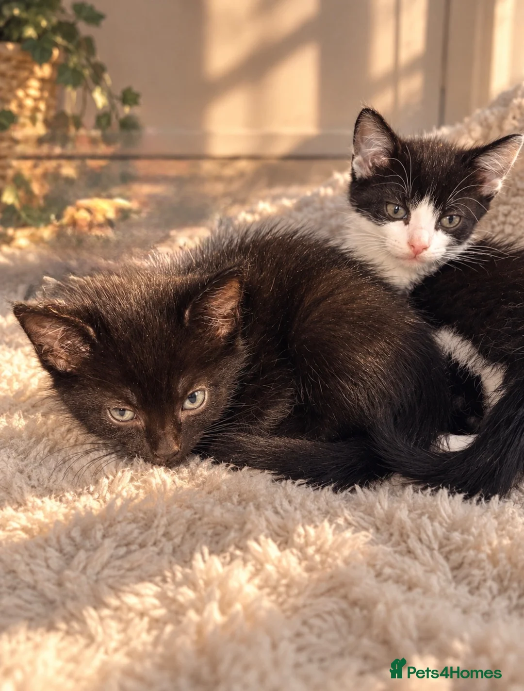 Mixed Breed cats for sale: Two beautiful boys left 🧡 - Advert 1