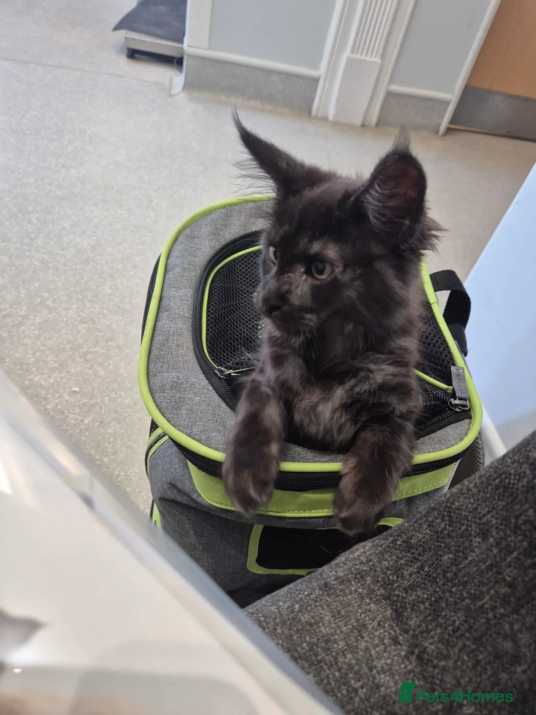Maine Coon cats for sale: Gccf Pedigree Maine Coon kittens - Advert 2