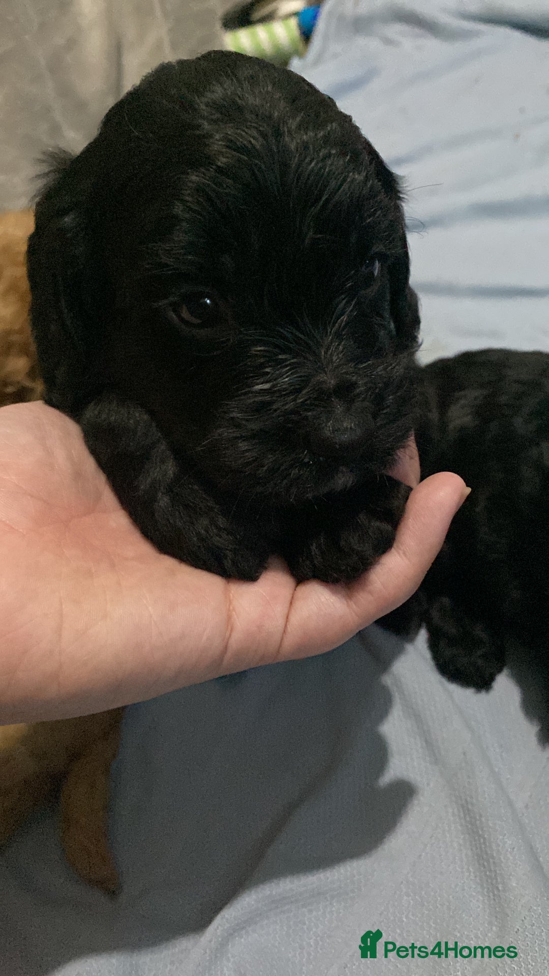Cockapoo dogs for sale: Mini cockapoo f2  - Image 2